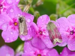 Phlox Moth thumbnail 2