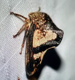 Telamona excelsa thumbnail 3
