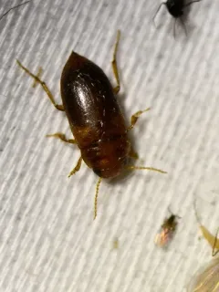 Hubbell's Predaceous Diving Beetle thumbnail 4