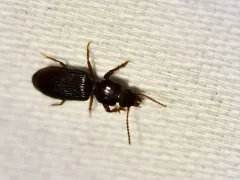 Digger Slope-rumped Beetle thumbnail 4