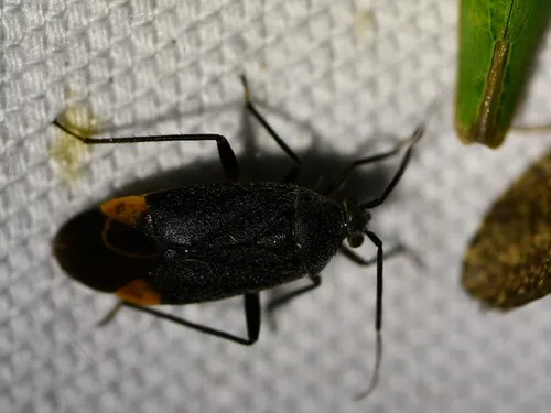Polymerus venaticus