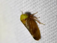 lime leafhopper thumbnail 4