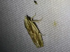 Olivaceous Eucosma Moth thumbnail 4
