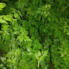 upright hedge-parsley thumbnail 2