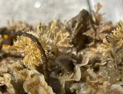 brown bryozoan thumbnail 3