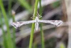 Irish Plume Moth thumbnail 3