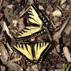 Canadian Tiger Swallowtail thumbnail 3