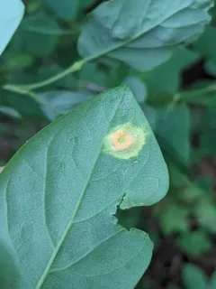 Puccinia hydnoidea thumbnail 4