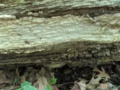Hyphodiscus hymeniophilus thumbnail 2