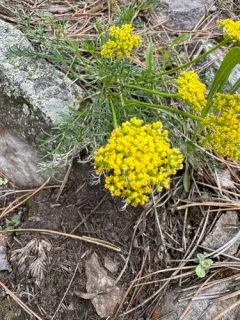 Whiskbroom Parsley thumbnail 3