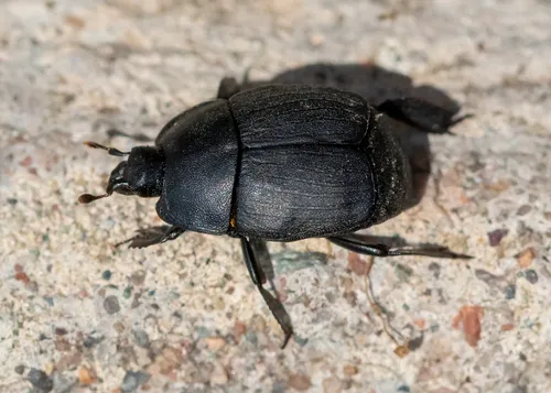 Psiloscelis planipes