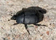Psiloscelis planipes thumbnail 1