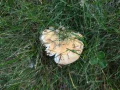Russula fucosa thumbnail 2