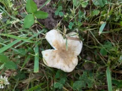 Russula pulverulenta thumbnail 4