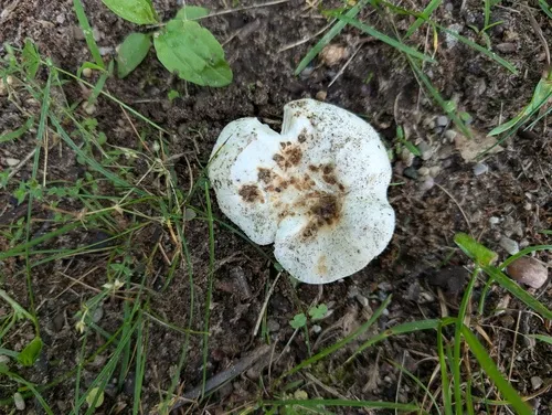 Russula psammophila