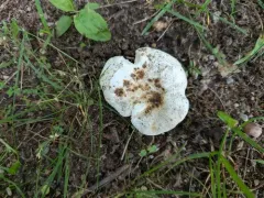 Russula psammophila thumbnail 1