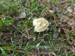 Inosperma rimosoides thumbnail 2