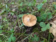 Inosperma lanatodiscum thumbnail 3
