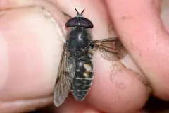 Hybomitra illota thumbnail 2