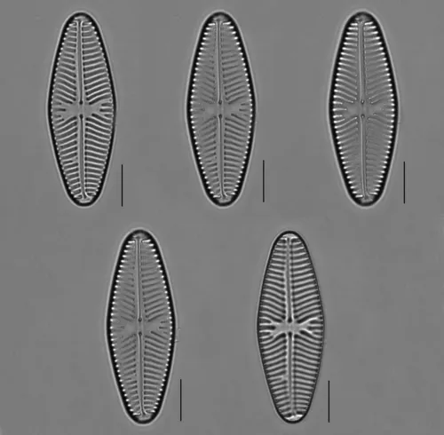 Navicula reinhardtii