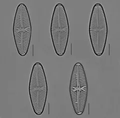 Navicula reinhardtii thumbnail 1