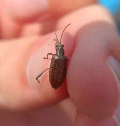Girdle-horned Pond Lily Leaf Beetle thumbnail 1