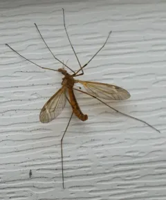 Tipula bicornis thumbnail 3