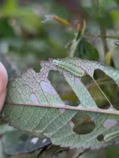 bristly rose sawfly thumbnail 2