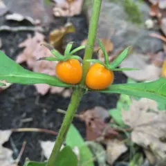 Orange-fruited Horse Gentian thumbnail 1