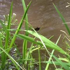 Ebony Jewelwing thumbnail 4