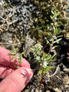 Cascade Knotweed thumbnail 2