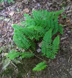 Appalachian rockcap fern thumbnail 3
