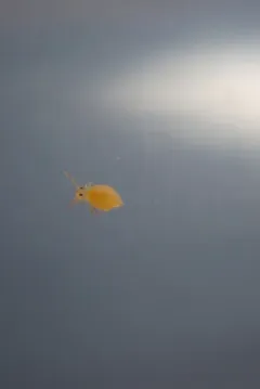 Deuterosminthurus russatus thumbnail 2