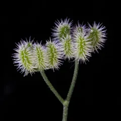 common hedge parsley thumbnail 2