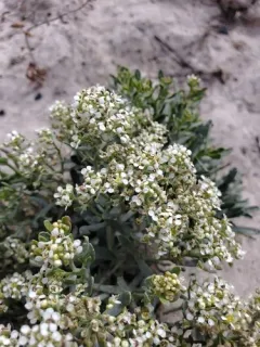 Davis' peppergrass thumbnail 2