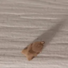 Garden Tortrix thumbnail 4