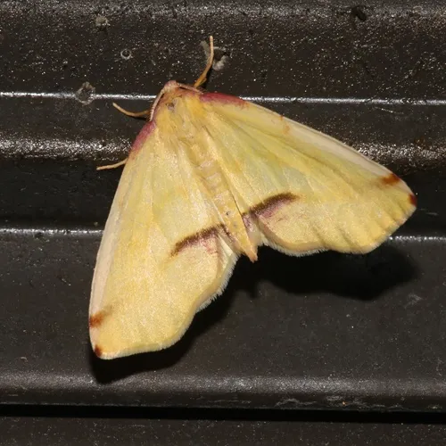 Lemon Plagodis Moth