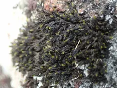 Spreading-leaved Grimmia thumbnail 4