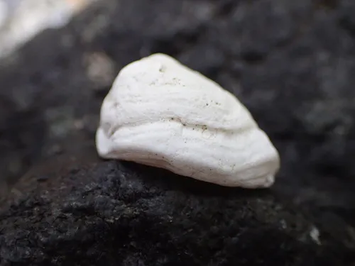 Pacific White Hoof Shell