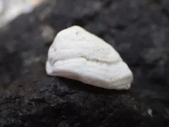Pacific White Hoof Shell thumbnail 1