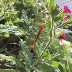 Ferruginous Tiger Crane Fly thumbnail 2