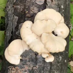 aspen oyster mushroom thumbnail 4