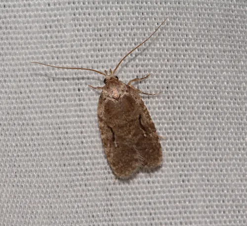 Curved-lined Agonopterix Moth