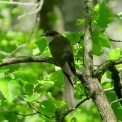 Black-billed Cuckoo thumbnail 3