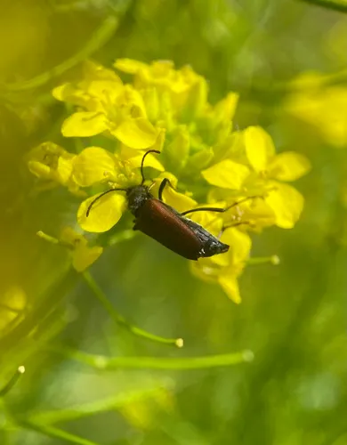 Anastrangalia sanguinea