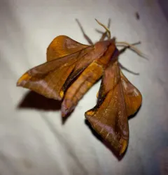 Huckleberry Sphinx thumbnail 4
