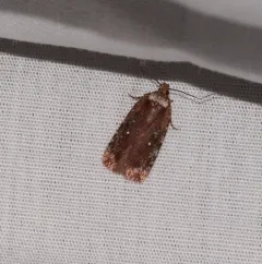 Walsingham's Agonopterix Moth thumbnail 2