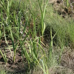 Saltmarsh Cordgrass thumbnail 3