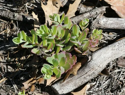 Hylotelephium tatarinowii