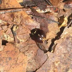 Fifteen-spotted Lady Beetle thumbnail 3